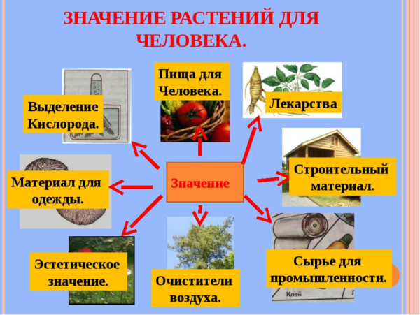 Вода в жизни человека и животных