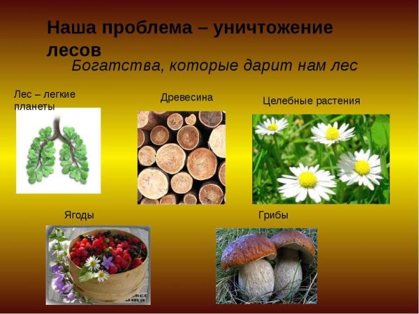 Роль животных в жизни человека
