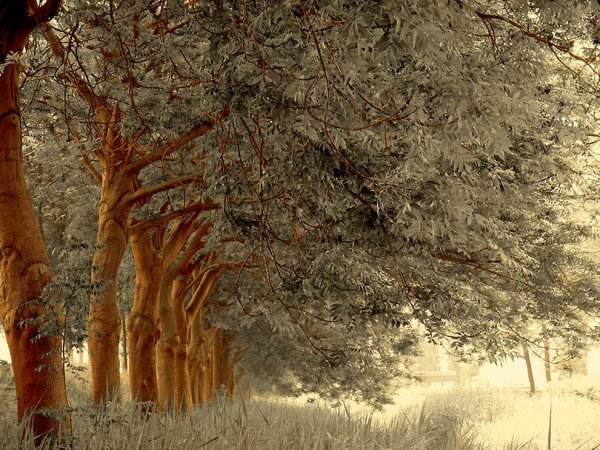 Фотографии Ларса Ван де ГУРА