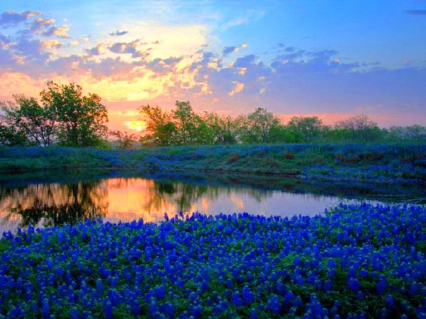Blue in nature