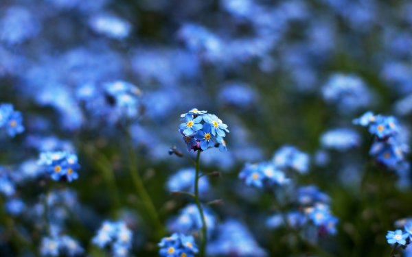 Синяя природа