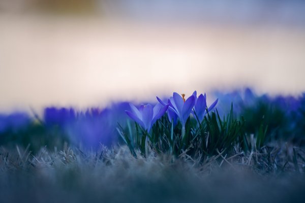 Синяя природа