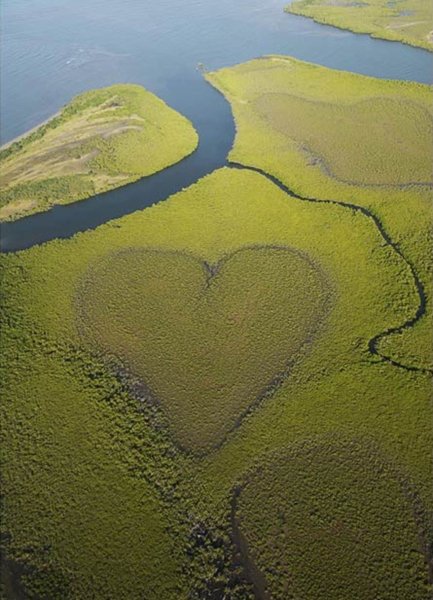 Сердце в природе