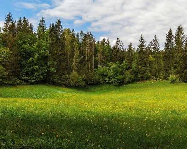Лесная Поляна с цветами