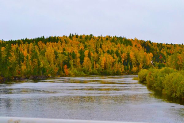 Лес ХМАО осенью