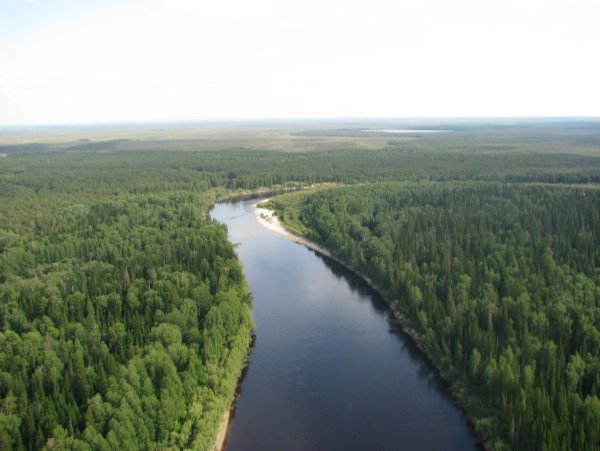 Леса ХМАО Югры
