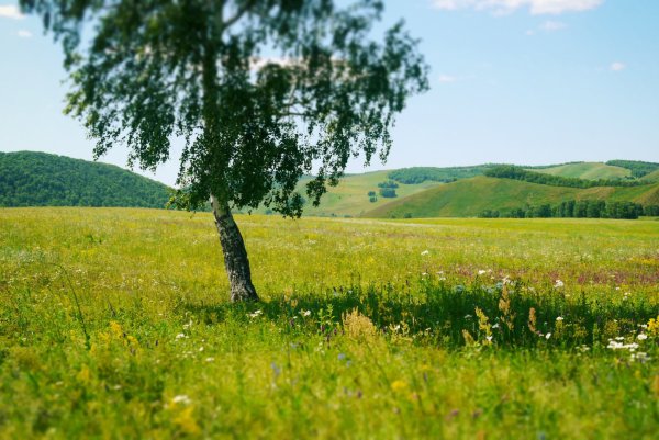 Природа Башкирии с березами
