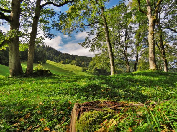 Пейзаж Лесная Поляна