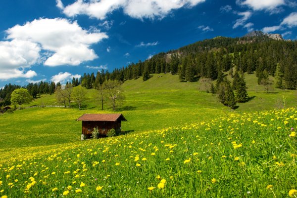 Альпийские Луга Бавария