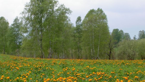 Лесная Поляна с цветами