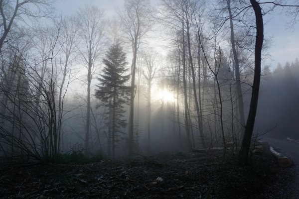 Лес в тумане