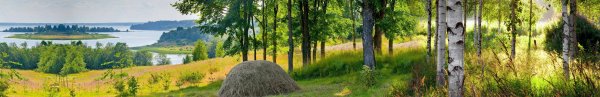 Березовая роща панорама для скинали