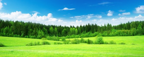 Панорама летнего леса