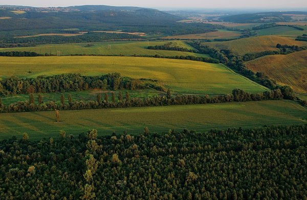 Венгрия лес