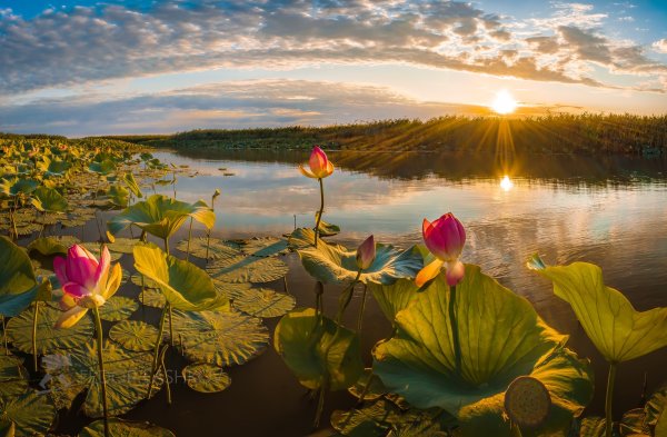 Астрахань Волга природа