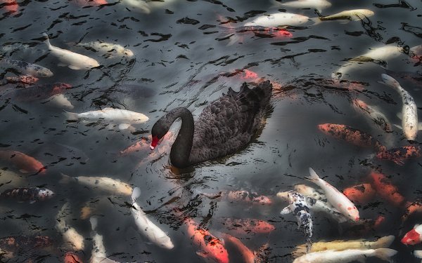 Рыбы в загрязненной воде