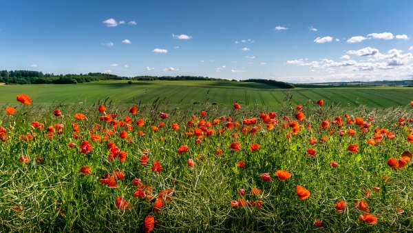 Луговые цветы, с полем