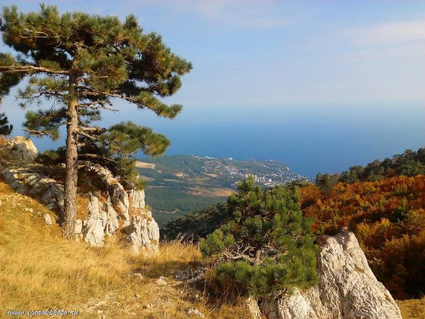 Крымская сосна Алушта