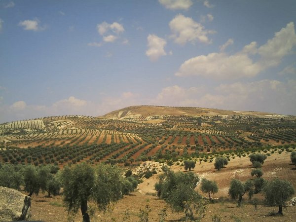 Флора в Сирии