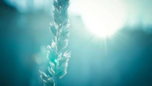 Природа в бело-бирюзовых тонах