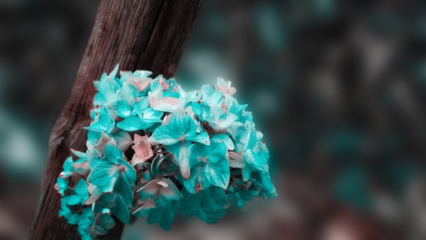 Цветы бирюзового цвета