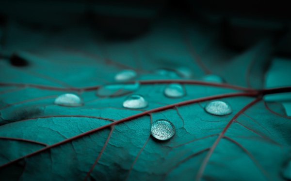 Бирюзовая природа
