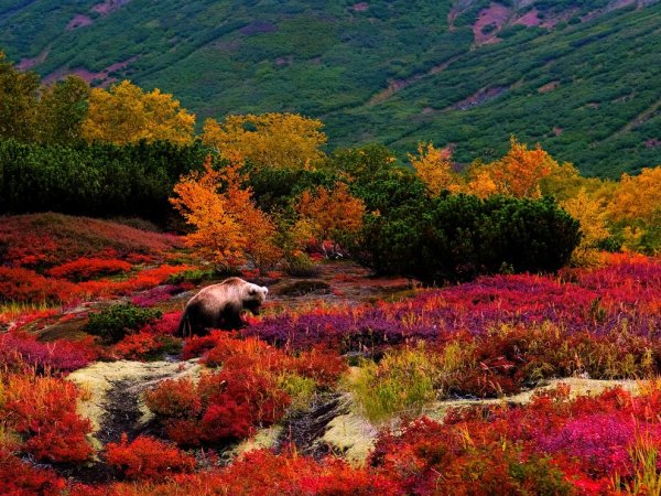 Сивана Гималаи монахи