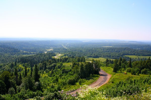 Лес Тюменской области
