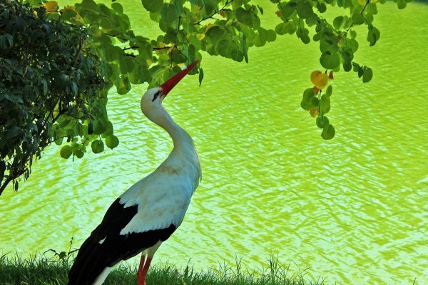 Красивая природа с аистом