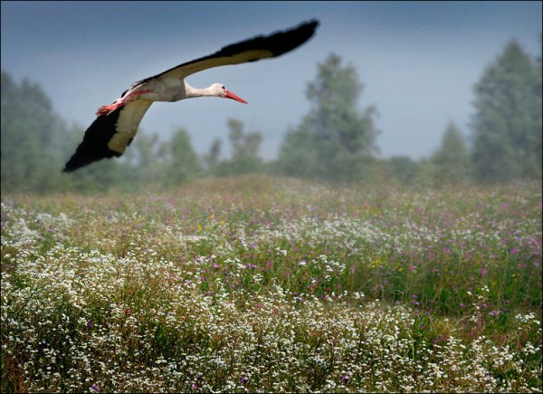 Белорусская природа