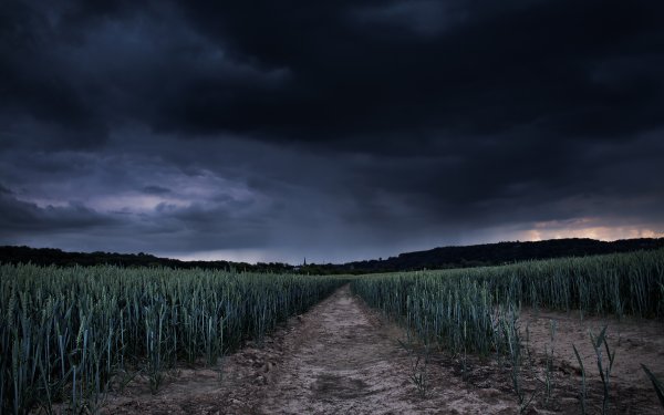 Мрачное дерево