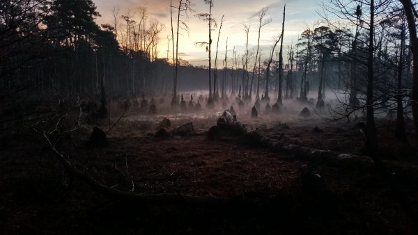 Фантастические пейзажи леса
