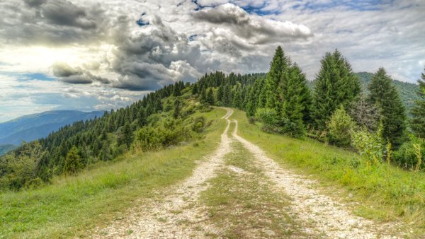 Лес Проселочная дорога Россия