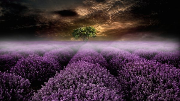 Фиолетовая природа