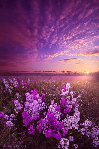 Фиолетовая природа
