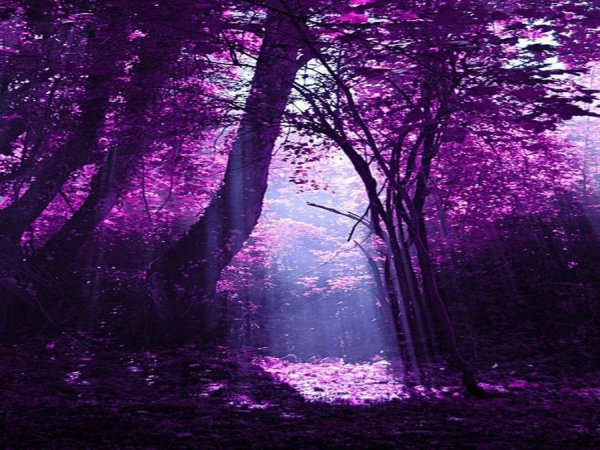 Природа Франции Лавандовые поля
