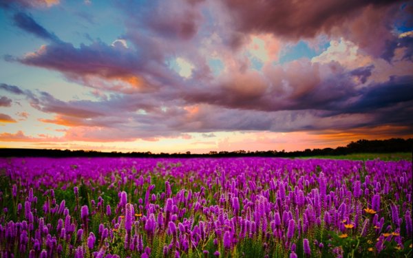 Фиолетовая природа