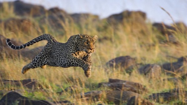 Дальневосточный леопард (Panthera pardus orientalis)