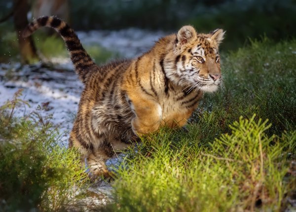 Обыкновенная Рысь Lynx Lynx