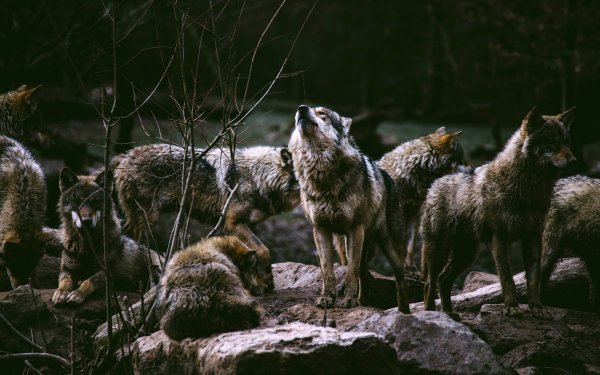 Дальневосточный леопард (Pantera pardus orientalis)