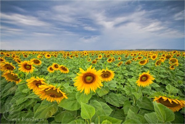 Кубань Успенский Рон природа