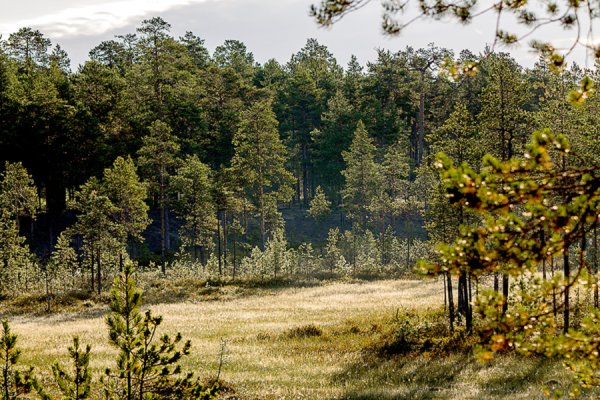 Когалым леса