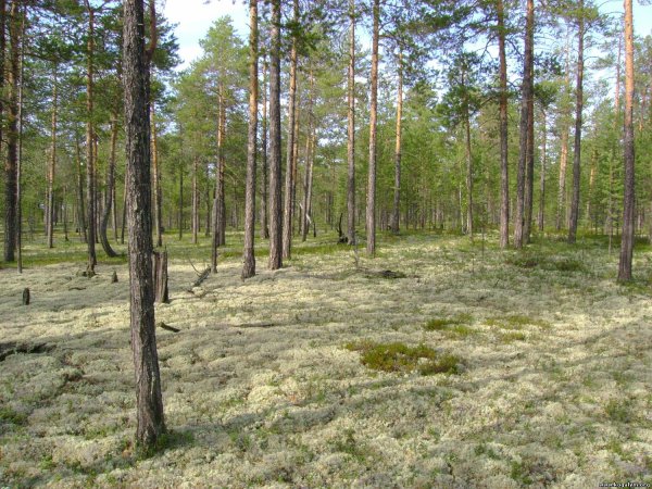 Сургут лес зимой