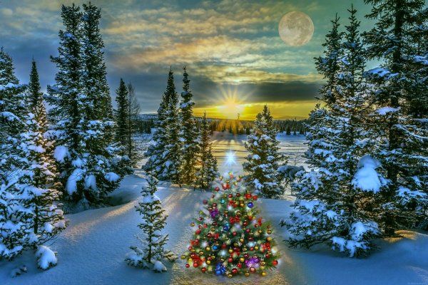 Новогодняя природа