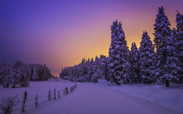 Снежный лес