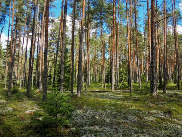 Эстония природа