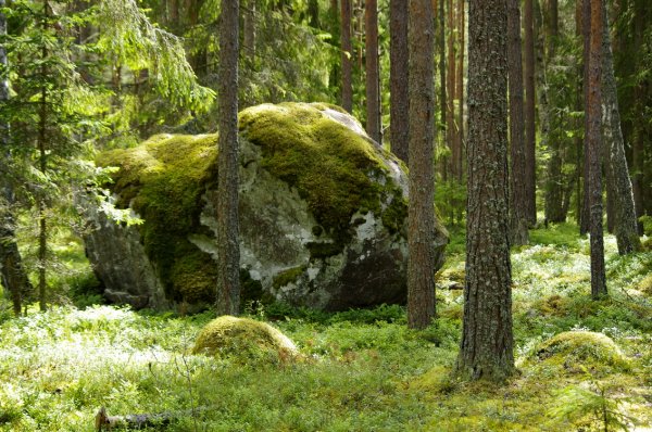 Валуны Лахемааский национальный парк Эстония