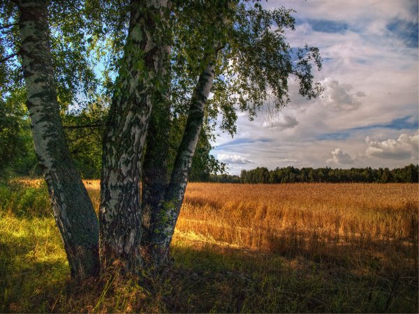 Родной край