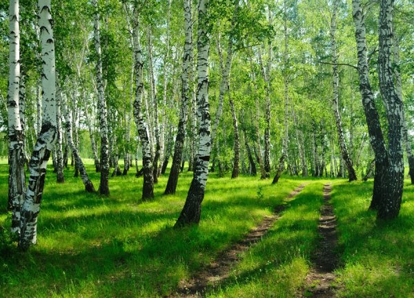 Природа Алтайского края березы