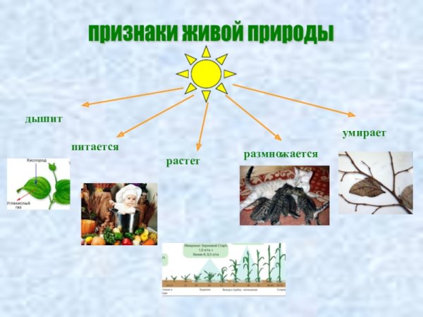 Признаки зимы карточки